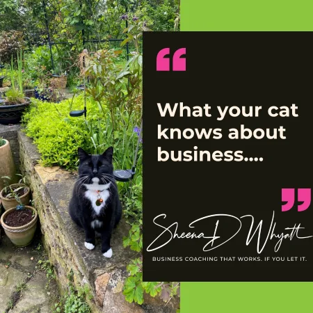 Business Lessons from Boris: What Your Cat Knows About Success (That You Might Not)